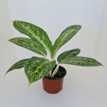 Load image into Gallery viewer, Aglaonema &#39;Milky Way&#39;