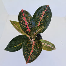 Load image into Gallery viewer, Aglaonema &#39;Tiara&#39;