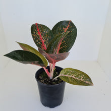 Load image into Gallery viewer, Aglaonema &#39;Tiara&#39;