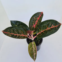 Load image into Gallery viewer, Aglaonema &#39;Tiara&#39;