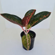 Load image into Gallery viewer, Aglaonema &#39;Tiara&#39;