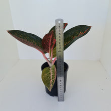Load image into Gallery viewer, Aglaonema &#39;Tiara&#39;