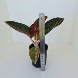Aglaonema 'Tiara'