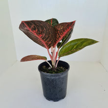 Load image into Gallery viewer, Aglaonema &#39;Tiara&#39;