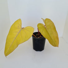 Load image into Gallery viewer, Philodendron Golden Erubescens