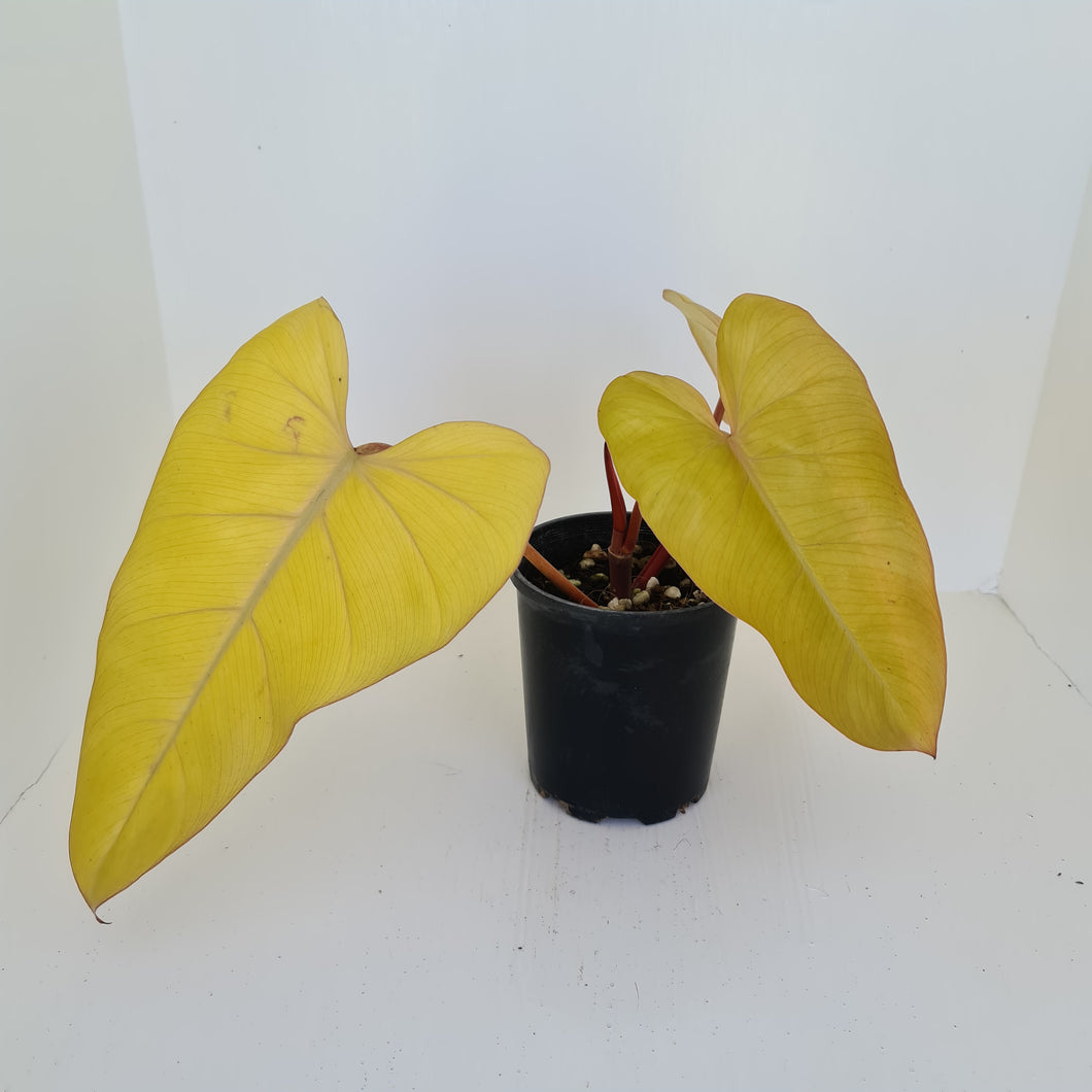 Philodendron Golden Erubescens