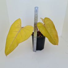 Load image into Gallery viewer, Philodendron Golden Erubescens