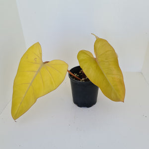 Philodendron Golden Erubescens