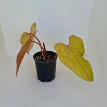Load image into Gallery viewer, Philodendron Golden Erubescens