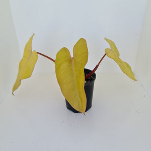 Philodendron Golden Erubescens