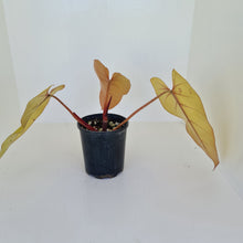 Load image into Gallery viewer, Philodendron Golden Erubescens