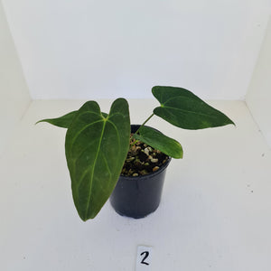 #2 Anthurium 'Black Sensation' x