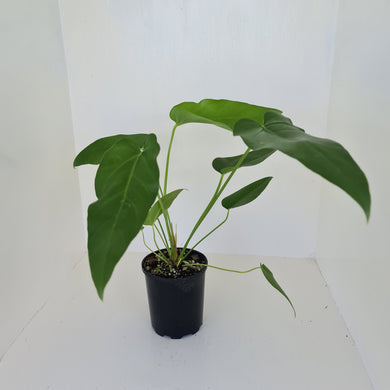 #1 Anthurium 'Trencher' -  (Birds Nest Anthurium x Watermaliense)