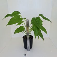 Load image into Gallery viewer, #2 Anthurium &#39;Trencher&#39; - 2 heads -  (Birds Nest Anthurium x Watermaliense)