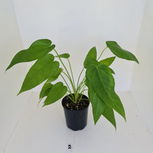Load image into Gallery viewer, #2 Anthurium &#39;Trencher&#39; - 2 heads -  (Birds Nest Anthurium x Watermaliense)