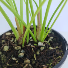 Load image into Gallery viewer, #2 Anthurium &#39;Trencher&#39; - 2 heads -  (Birds Nest Anthurium x Watermaliense)