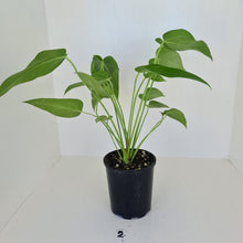 Load image into Gallery viewer, #2 Anthurium &#39;Trencher&#39; - 2 heads -  (Birds Nest Anthurium x Watermaliense)