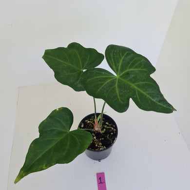 #1 Anthurium Macrolobium