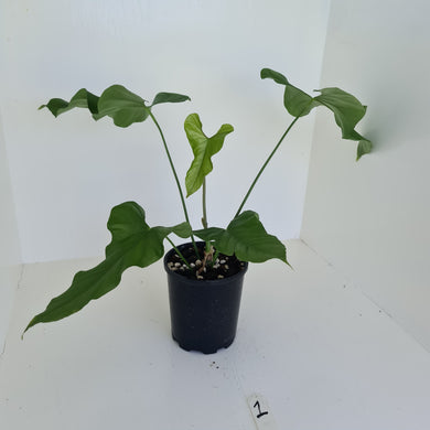#1 Large Anthurium Balaoanum
