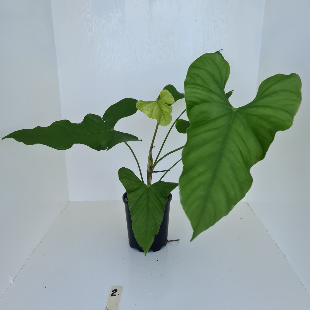 #2 Large Anthurium Balaoanum