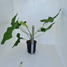 Load image into Gallery viewer, #2 Large Anthurium Balaoanum