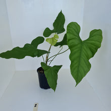 Load image into Gallery viewer, #2 Large Anthurium Balaoanum