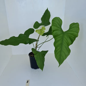 #2 Large Anthurium Balaoanum