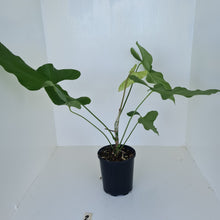 Load image into Gallery viewer, #2 Large Anthurium Balaoanum