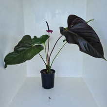 Load image into Gallery viewer, #1 Huge Anthurium Bosworth Beauty
