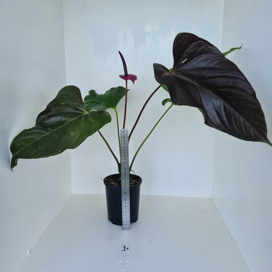 #1 Huge Anthurium Bosworth Beauty