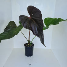 Load image into Gallery viewer, #1 Huge Anthurium Bosworth Beauty
