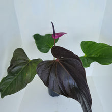 Load image into Gallery viewer, #1 Huge Anthurium Bosworth Beauty