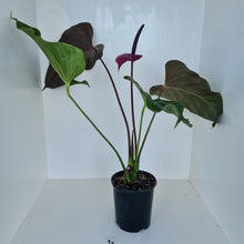 Load image into Gallery viewer, #1 Huge Anthurium Bosworth Beauty