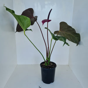 #1 Huge Anthurium Bosworth Beauty