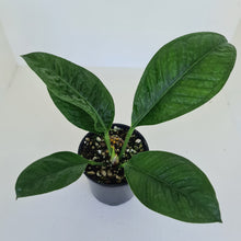 Load image into Gallery viewer, Anthurium Oxycarpum