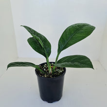 Load image into Gallery viewer, Anthurium Oxycarpum
