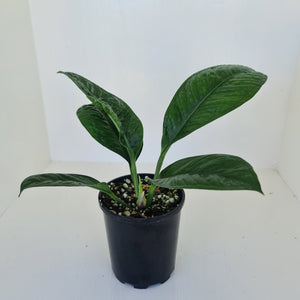 Anthurium Oxycarpum