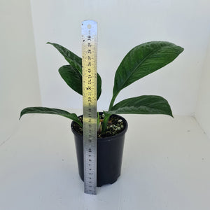 Anthurium Oxycarpum