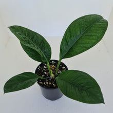 Load image into Gallery viewer, Anthurium Oxycarpum