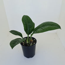 Load image into Gallery viewer, Anthurium Oxycarpum