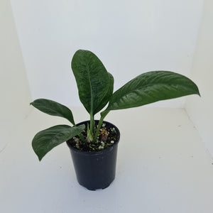 Anthurium Oxycarpum