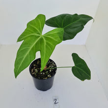 Load image into Gallery viewer, #2 Anthurium Macrolobium