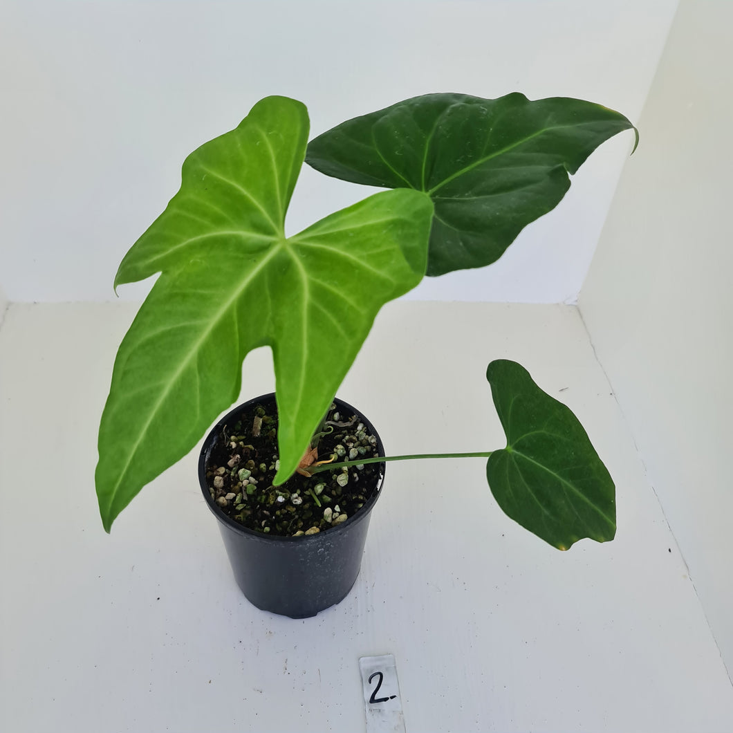 #2 Anthurium Macrolobium