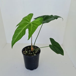 #2 Anthurium Macrolobium