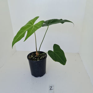 #2 Anthurium Macrolobium