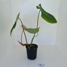 Load image into Gallery viewer, #1 Large Philodendron Gloriosum