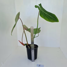 Load image into Gallery viewer, #1 Large Philodendron Gloriosum