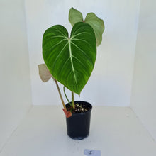 Load image into Gallery viewer, #1 Large Philodendron Gloriosum