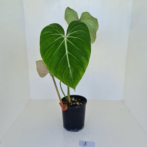 #1 Large Philodendron Gloriosum