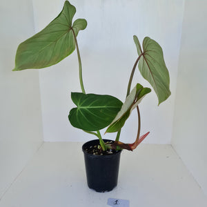 #1 Large Philodendron Gloriosum